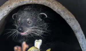 Urocze luwak zwierzę wychyla się z ciemnej nory, oblizując różowy język i jedząc banana.